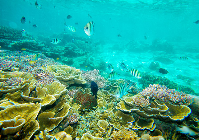 tioman island diving