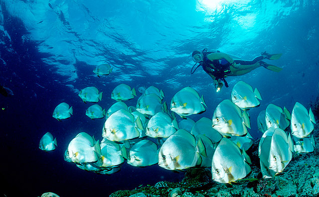 where to dive in tioman island