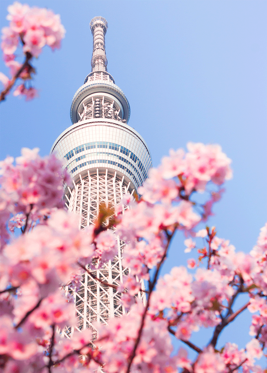 Our guide to chasing cherry blossoms around the world