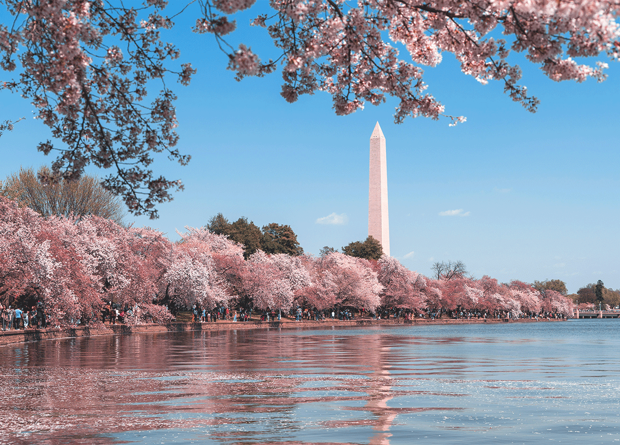 Our guide to chasing cherry blossoms around the world