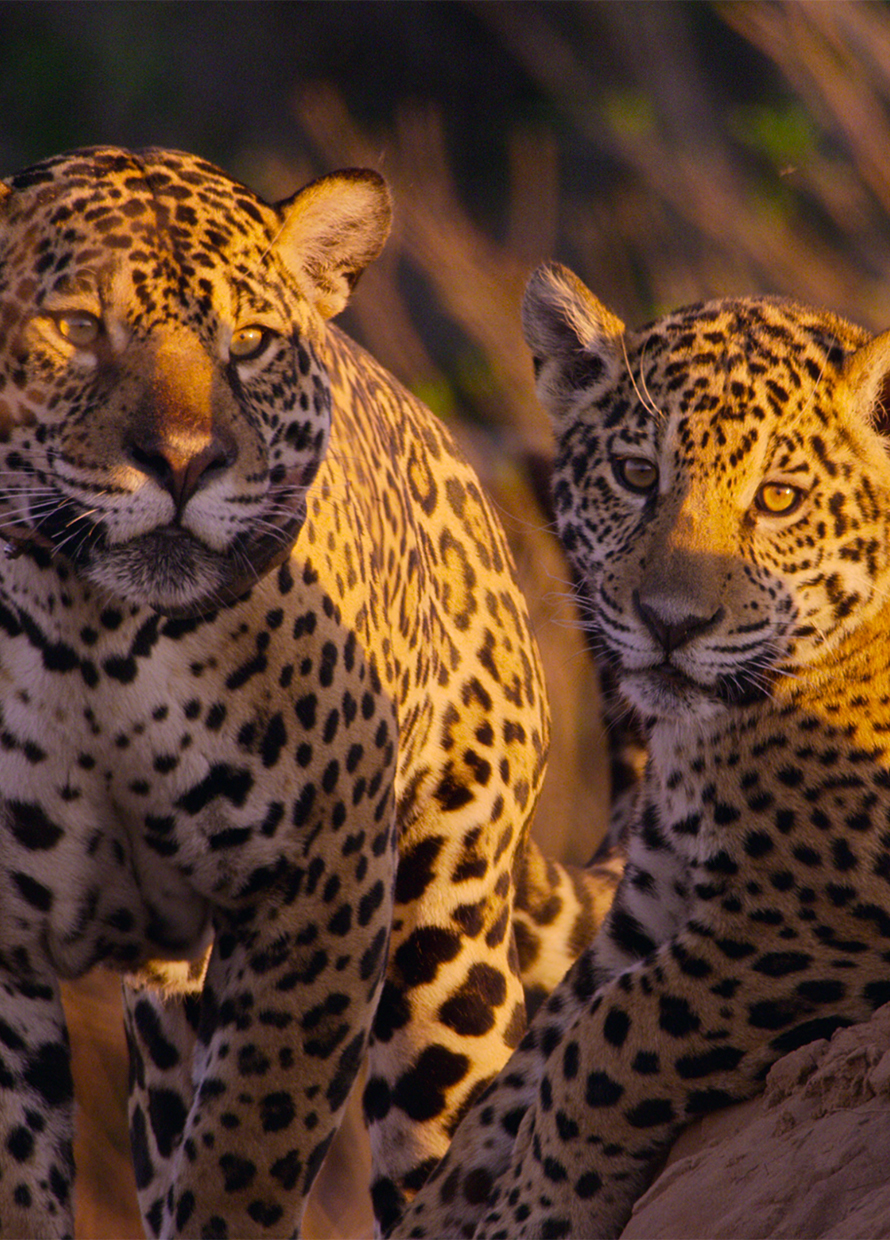 7 Breathtaking new nature documentaries to stream right now