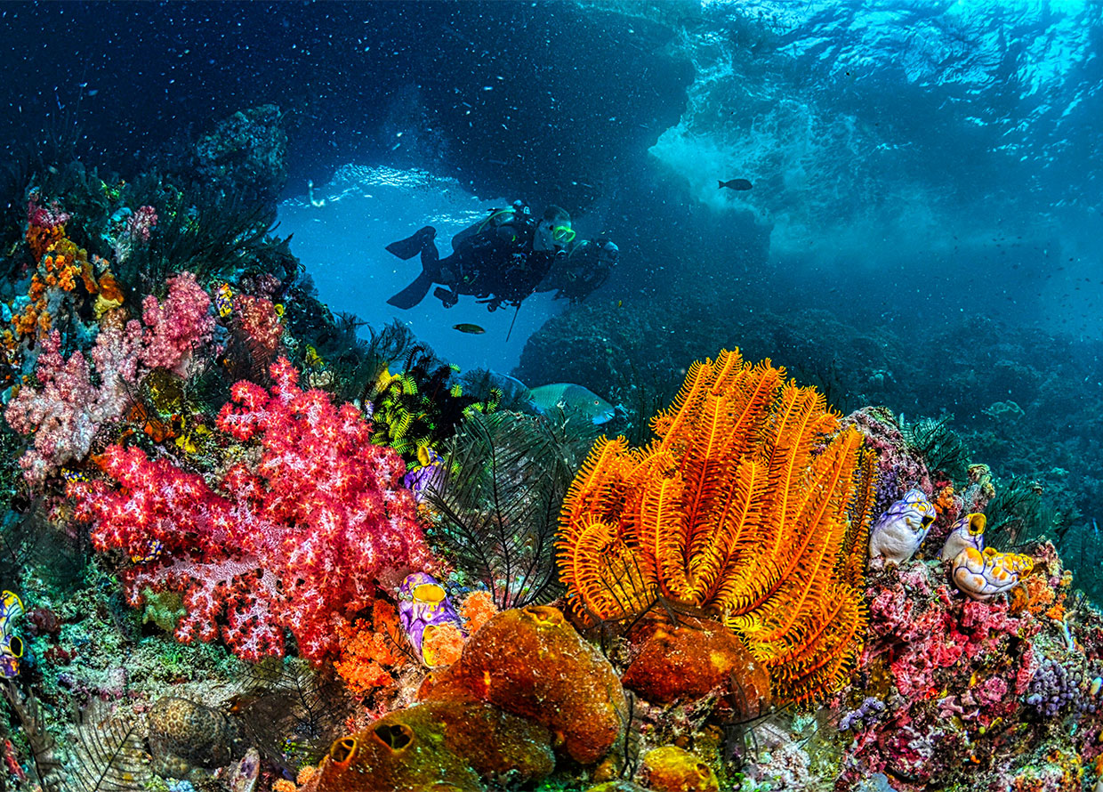 A starter guide to diving destinations in Southeast Asia for your next underwater adventure