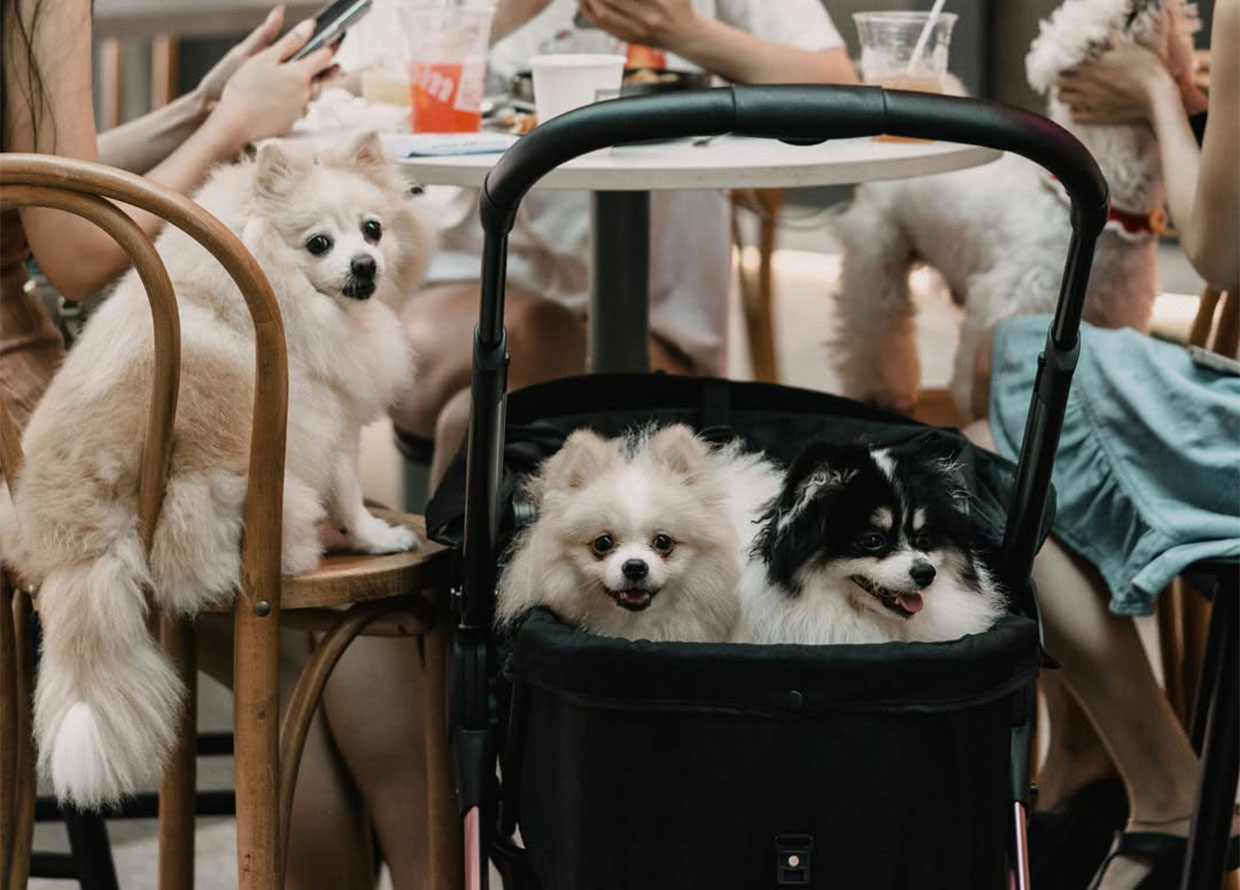 Our Guide to the Best Pet-Friendly Cafés and Restaurants in KL & PJ