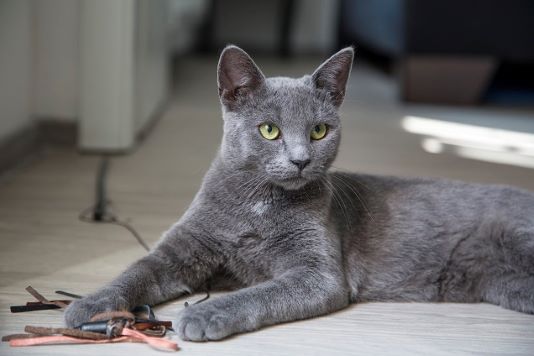 Viaje de ônibus com animal sem preocupações Fique atento às normas de viagem com o seu pet em ônibus rodoviários