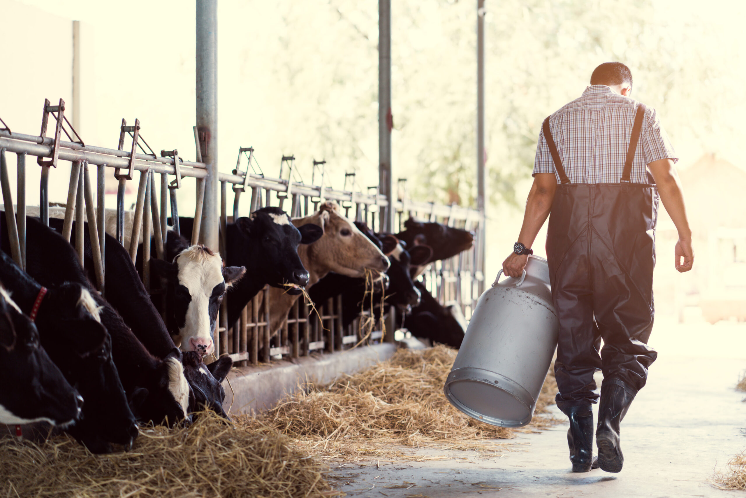 Успехи сельского хозяйства. Фермер с коровой. Сельское хозяйство молоко. Молочная ферма. Фермерское хозяйство молоко сайт.