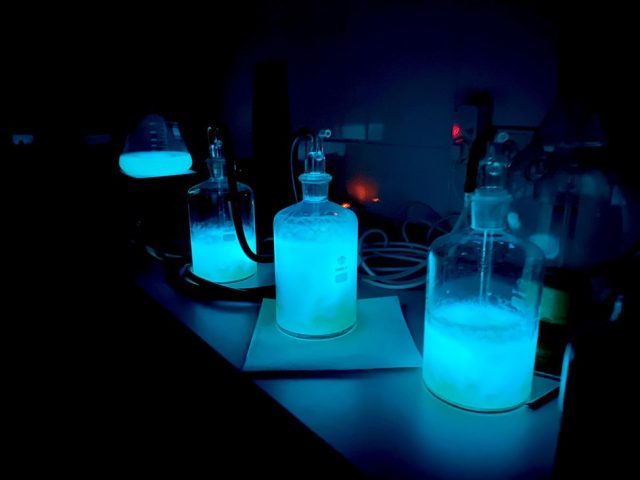 Laboratorní ukázka produkce modrého světla luminiscenčními bakteriemi