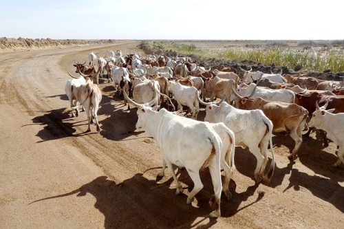 Senegalské zemědělství se rychle rozvíjí