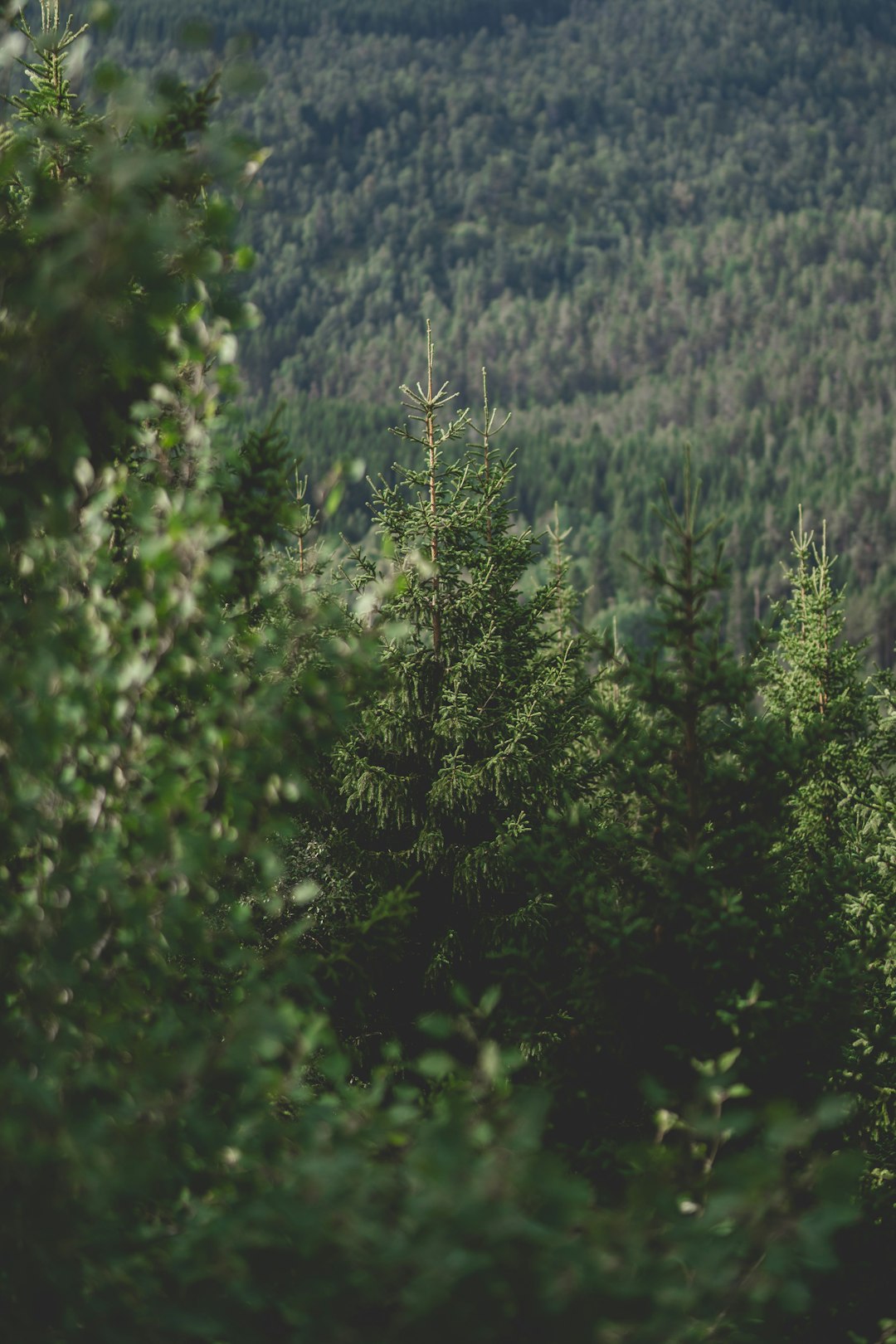 Maximizing Your Earnings When Marketing Alaska Land for Money