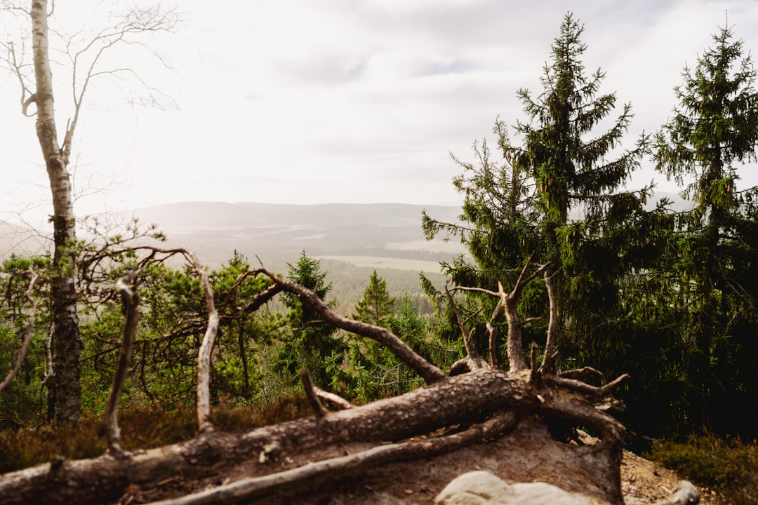 Marketing Your Alabama Residential Or Commercial Property: Tips for Landowners