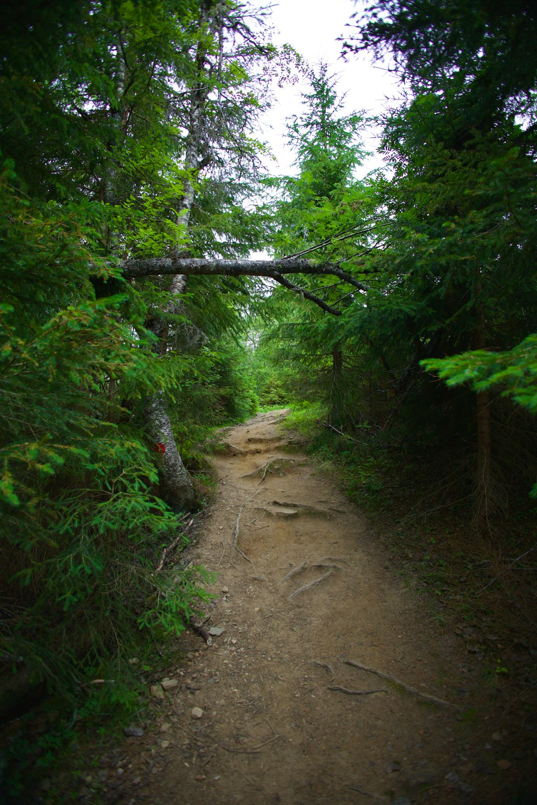 What are the benefits of offering Minnesota land for cash money versus other settlement methods?