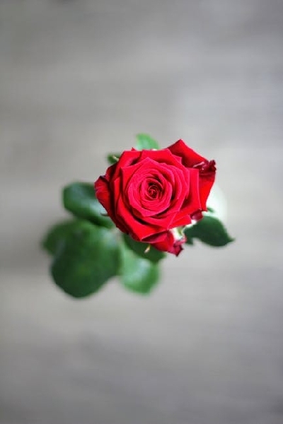 الصقر الجارح