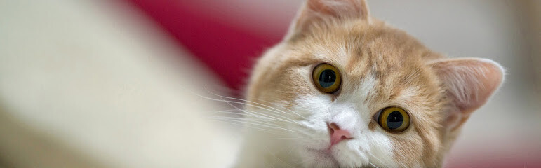 Cats Babysitter Den Bosch