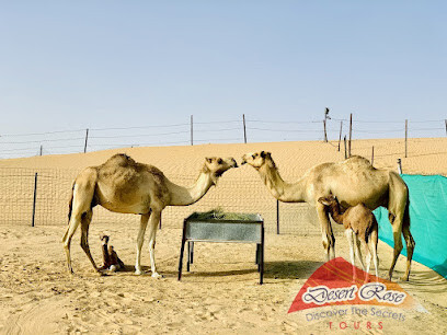 Desert Rose Tourism