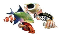 Bovano - W1631 - School of Six Reef Fish