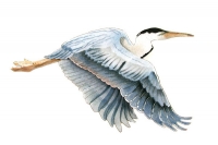 Bovano - W3000 - Great Blue Heron in Flight (Large)