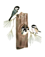 Bovano - W521 - Nesting Chickadees