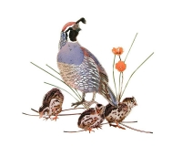 Bovano - W8445 - Quail with Chicks