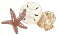 Bovano - W1016 - Starfish, Sand Dollar and Scallop Shell