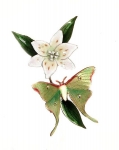Bovano - W68 - Luna Moth on Wood Lily