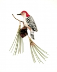 Bovano - W544 - Red Bellied Woodpecker on Jumbo Pine