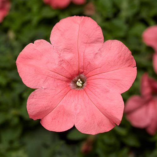 Petunia 9cm