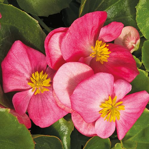 Kesäbegonia 9cm