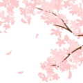 桜の枝２