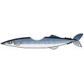 くわえ秋刀魚