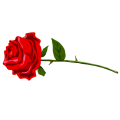 情熱の赤いバラ