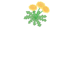 たんぽぽ