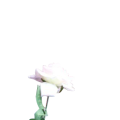 お花