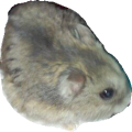 ドブネズミ