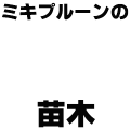 ミキプルーンの苗木(改)