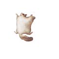 秋の装いももんが