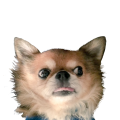 くーすけ