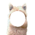 パカ