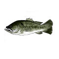 ブラックバス