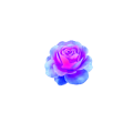 薔薇 ”Stammi vicino”