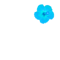 ハイビスカス1・水色【季節の花シリーズ】