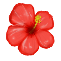 赤のハイビスカス