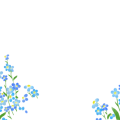 才蔵さんの勿忘草