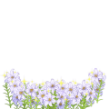 百合の光