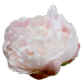 芍薬