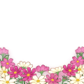 コスモス畑（丸）