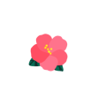 ハイビスカス🌺