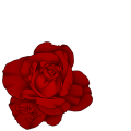 赤薔薇