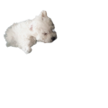 촬리
