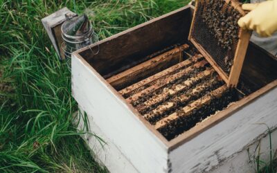 When technology and sustainability meet in beehives