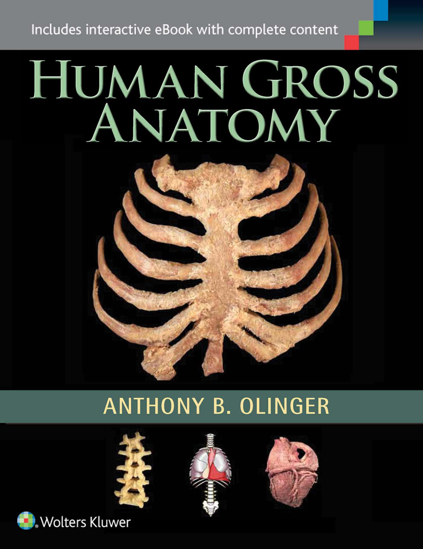 Human Gross Anatomy Biology Diagrams