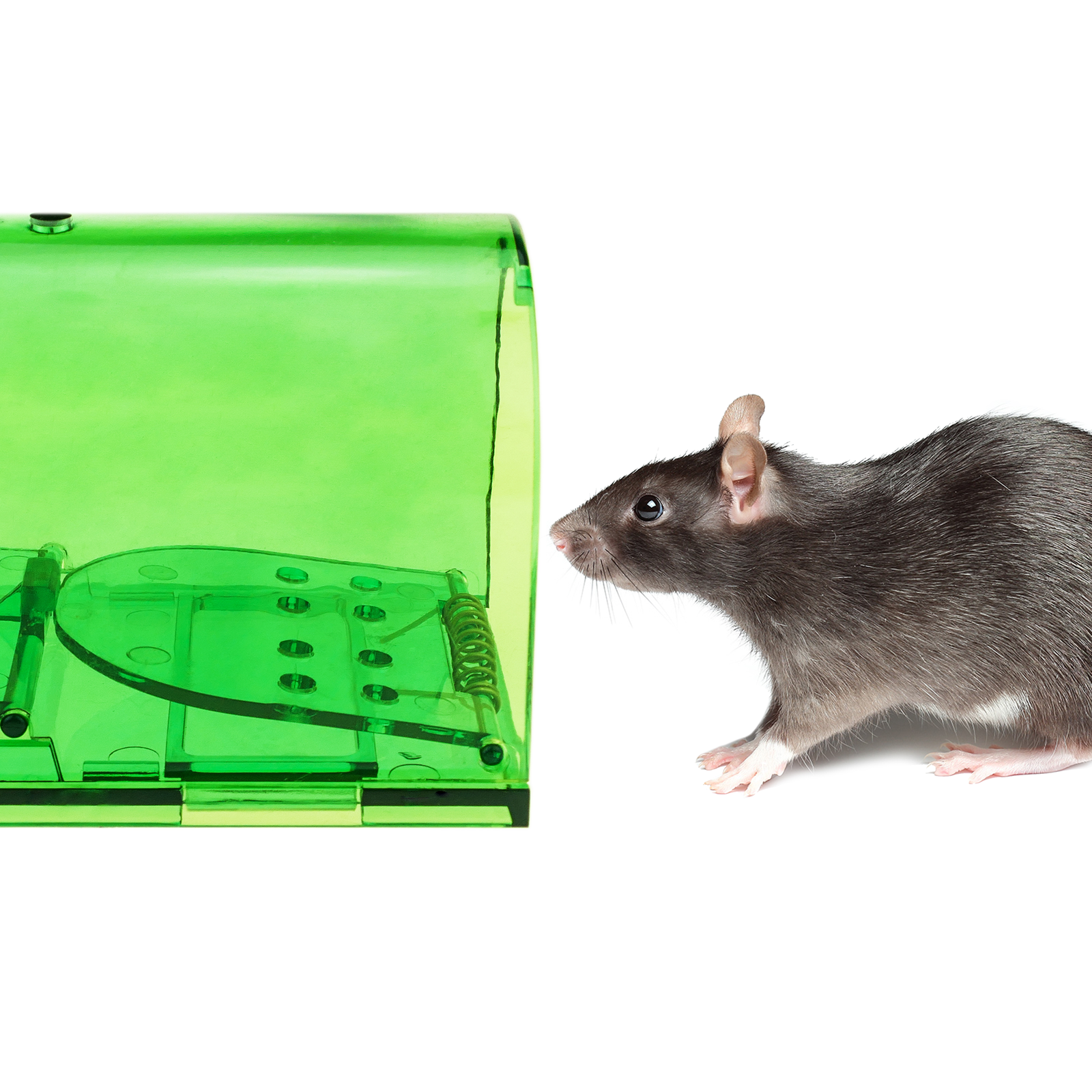 Ahuyentador universal de ratas y ratones portátil - Cablematic